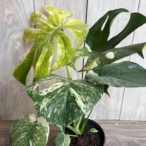 Monstera Siam Mint - Etsy