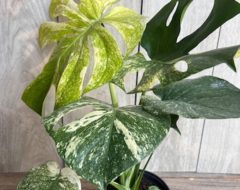Monstera Dubia Mature Size - Green Form - Etsy