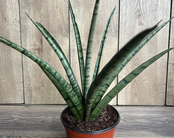 Op de afbeelding: Een groene en witte slangplant in een bruine plastic pot. De plant heeft lange, dunne bladeren met een gestreept patroon.