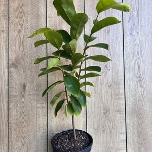 Soursop Tree, guanabana in Half gallon pot , Sirsak, Anona Muricata image 6