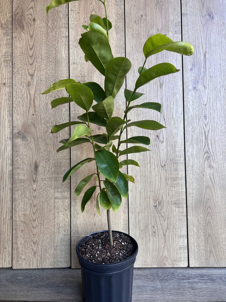 Soursop Tree, guanabana in Half gallon pot , Sirsak, Anona Muricata image 6