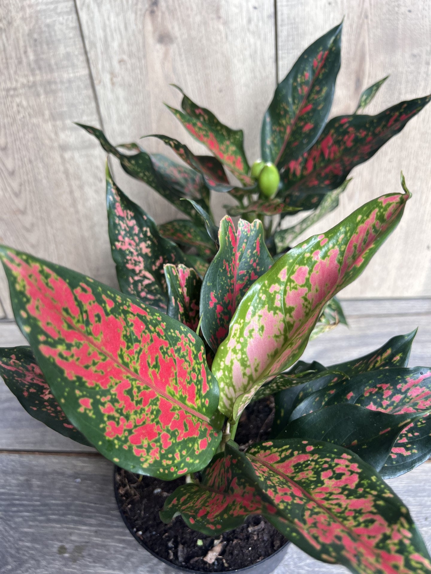 Aglaonema Narrow Spinel in 6 Pot - Etsy
