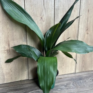 CAST IRON PLANT - Aspidistra elatior - 6&quot; pot