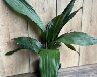 CAST IRON PLANT - Aspidistra elatior - 6" pot