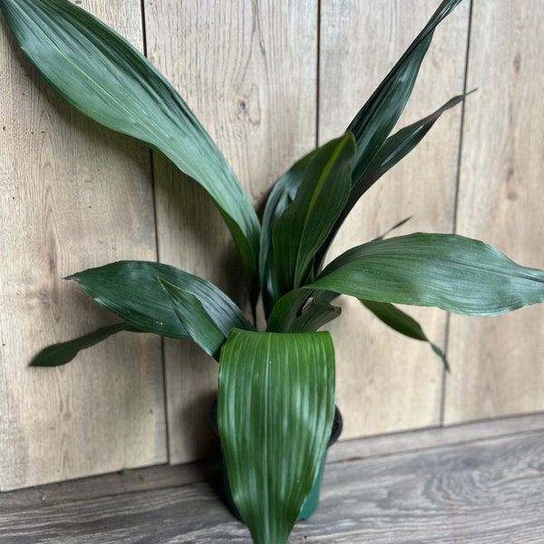 CAST IRON PLANT - Aspidistra elatior - 6" pot