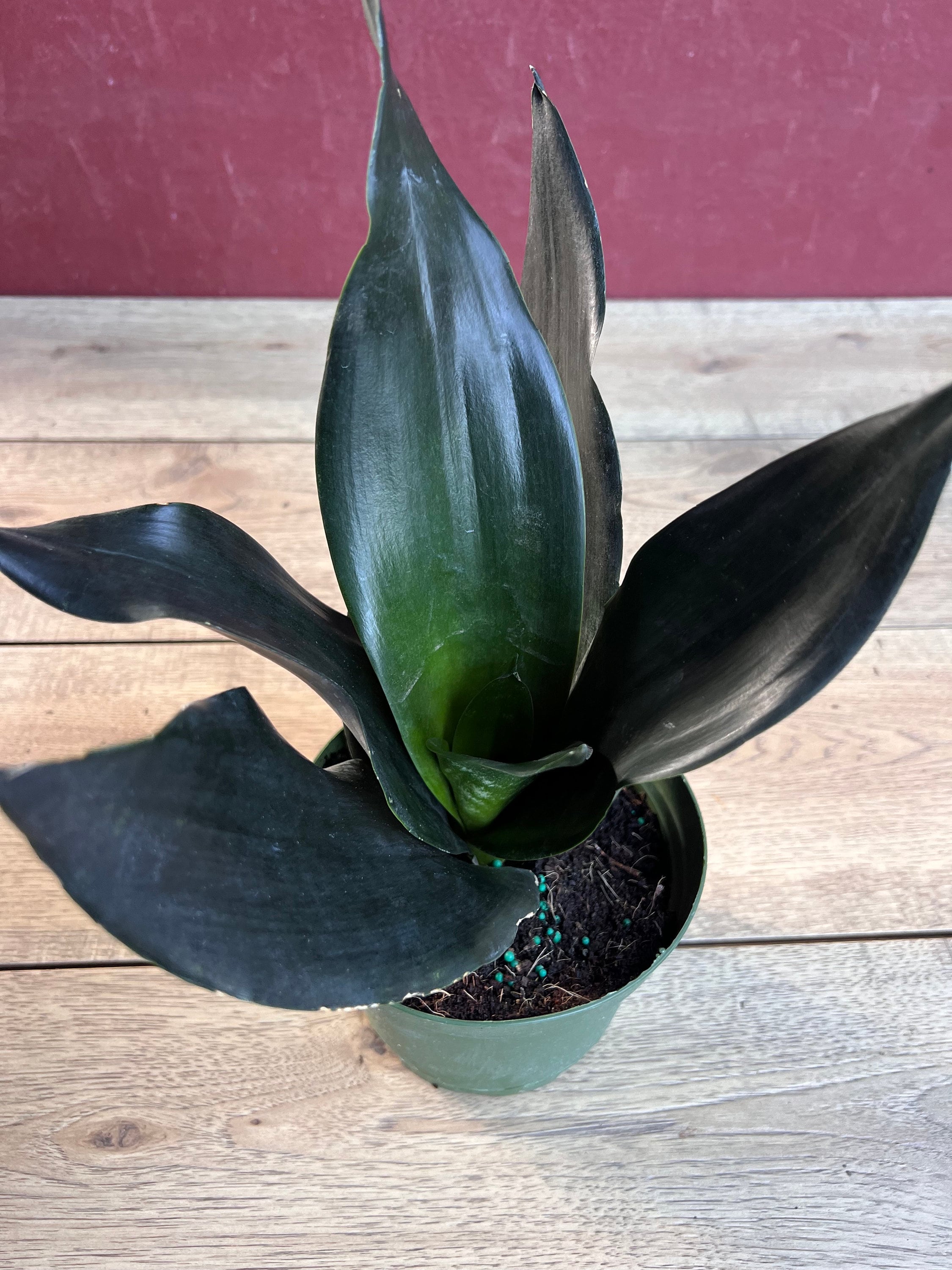 feuchtigkeitsmesser topfpflanzen Feuchtigkeitsmesser für Topf & Garten