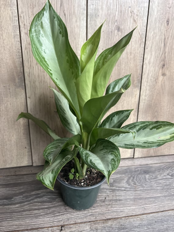 dracaena white jewel plant 10in Dracaena Jade Jewel  Paraso Plant Studio