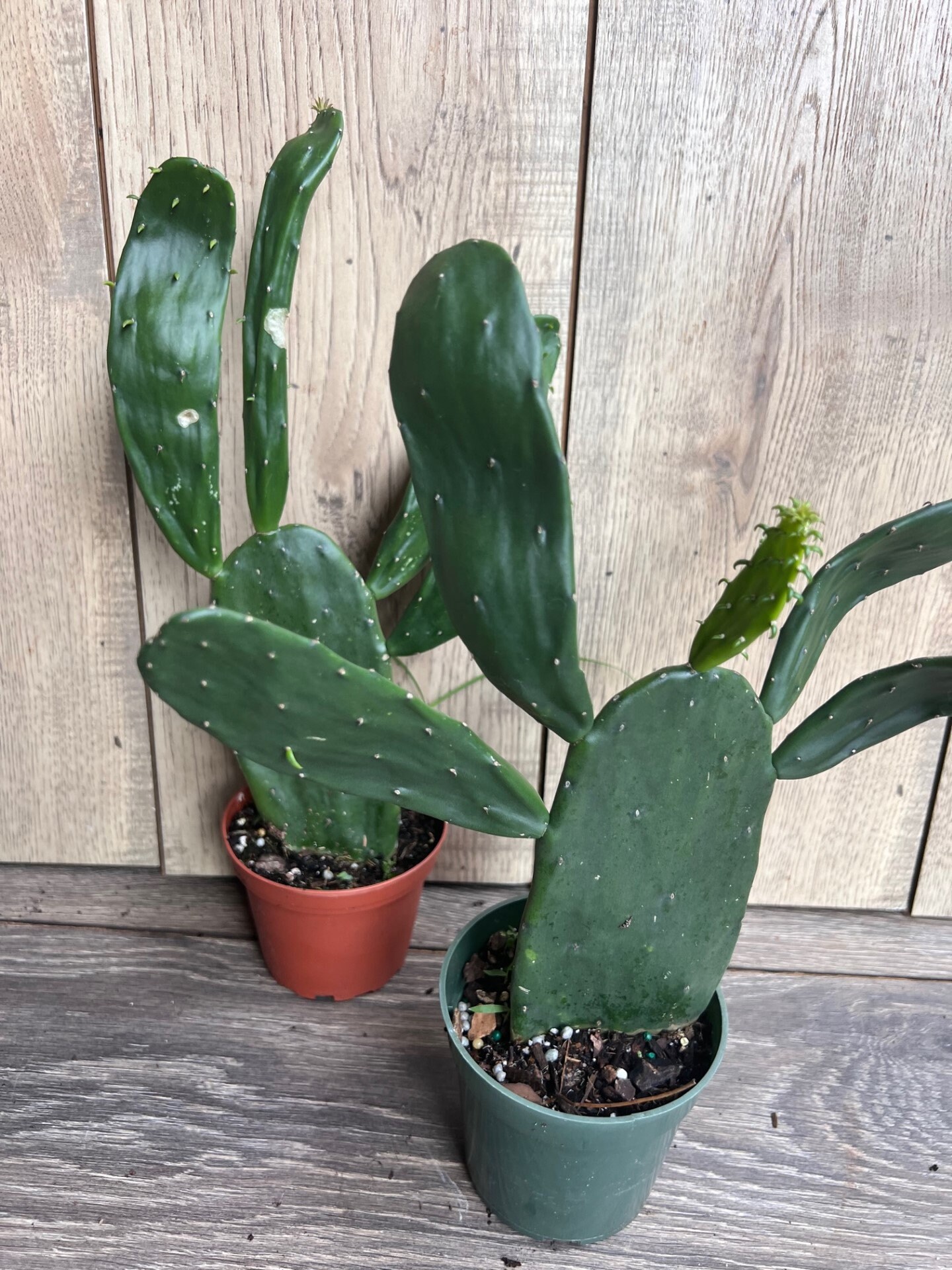 Opuntia, Prickly Pear in 4" Pot, Opuntia Cactus - Etsy