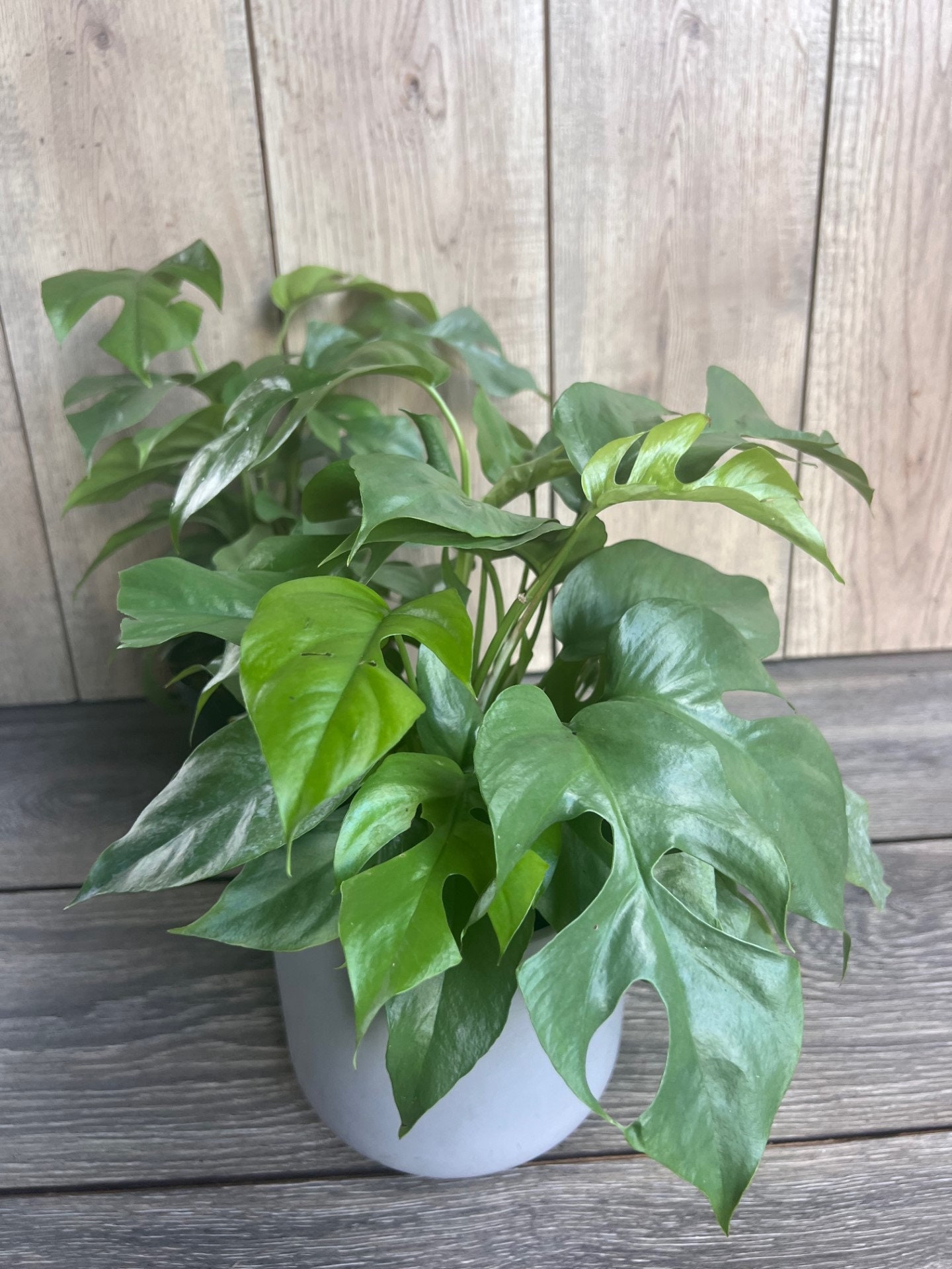 Rhaphidophora Tetrasperma Mini Monstera Albo - Etsy