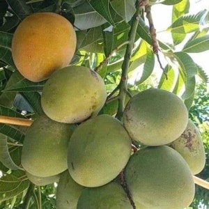 May include: A cluster of green mangoes hanging from a tree branch. One mango is yellow and ripe.