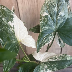 Syngonium Podophyllum Albo-Variegatum in 4" Pot