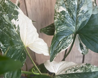 Syngonium Podophyllum Albo-Variegatum in 4" Pot