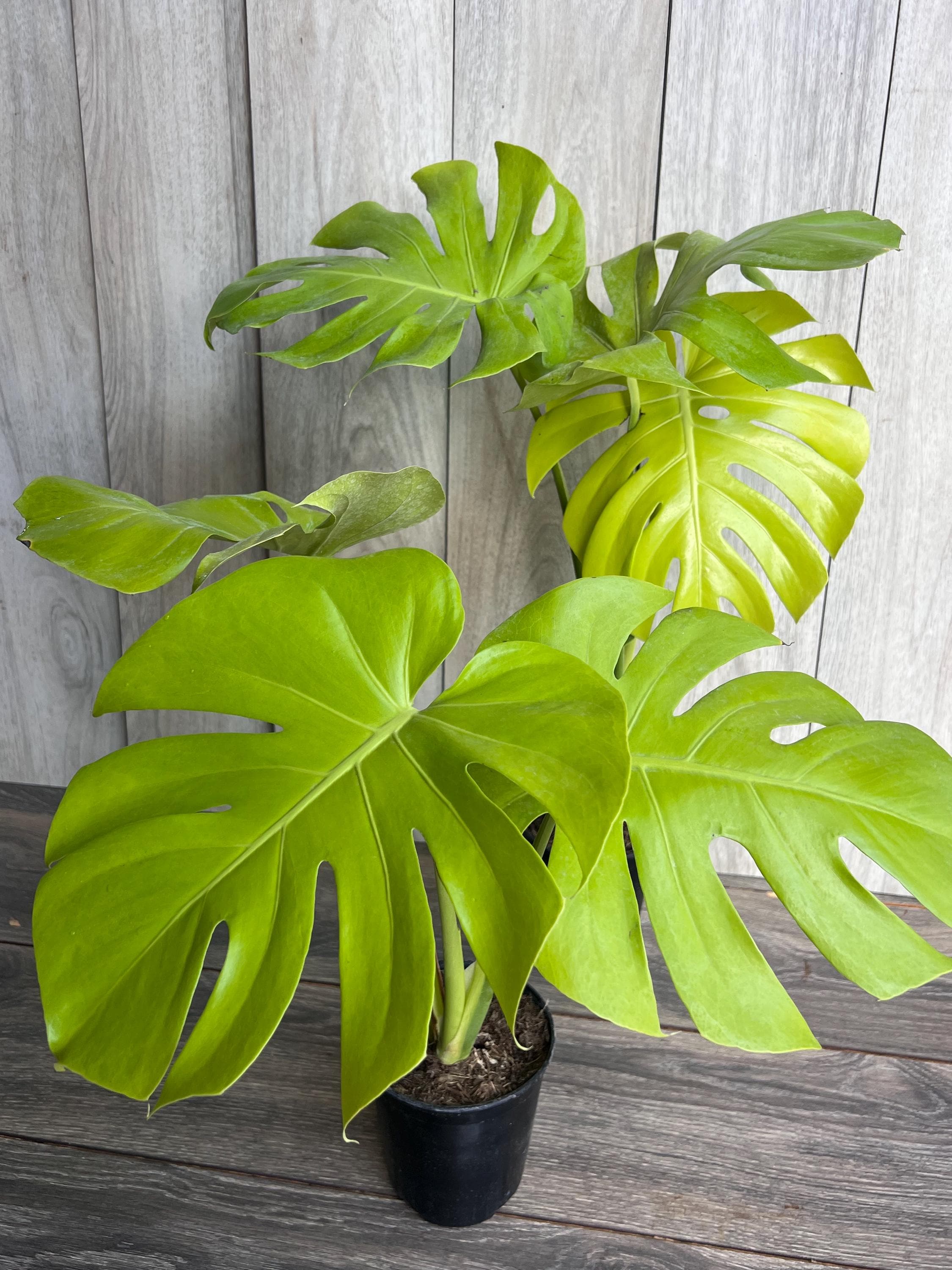 Monstera Deliciosa Lemon Lime in 6