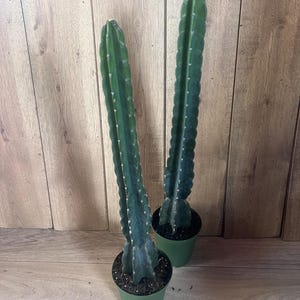May include: Two tall, green cactus plants in green pots. The cacti have a ribbed texture and are set against a wooden background. The plants are upright and appear healthy, with a dark green color.