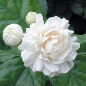 Jazmín Gran Duque en maceta de 10 cm, aroma, flores y hojas verdes brillantes.
