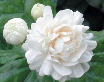 Jasmine Grand Duke in 4" Pot Pot, Fragrance, Flowers and Brilliant Green Leaves