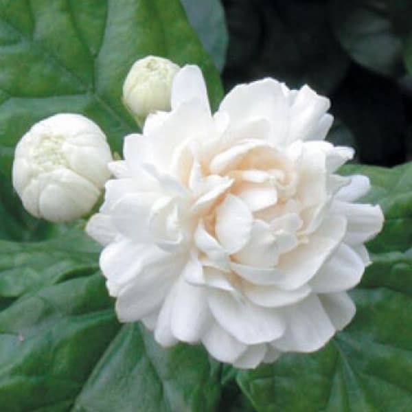 Jasmine Grand Duke in 4" Pot Pot, Fragrance, Flowers and Brilliant Green Leaves