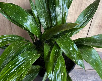 Aspidistra Elatior 'Milky Way'  in 10" pot, Cast Ireon Plant