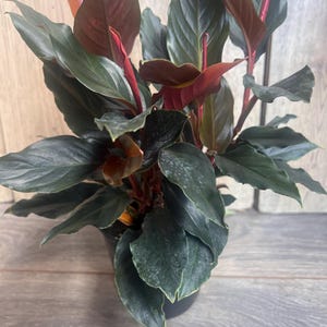 May include: A potted houseplant with large, dark green leaves and vibrant red and burgundy accents. The plant is in a black pot, set against a light wood-grain background. The leaves have a textured appearance.
