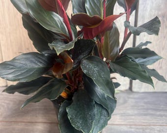 Philodendron Squamicaule Blushing - Etsy