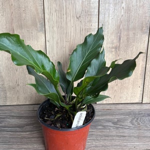 Anthurium Plowmanii in 6 Pot image 9