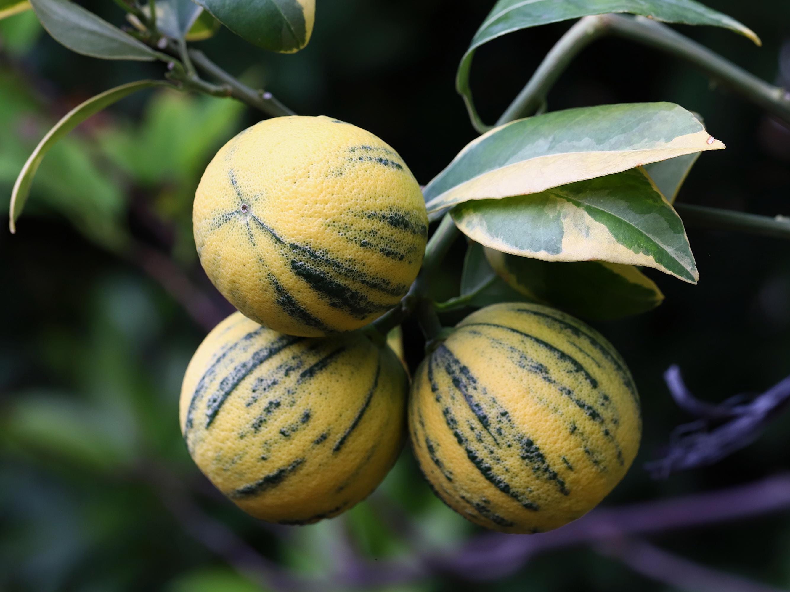 Variegated Pink Lemon in half Gallon Pot, air layered,  Florida Shipping Only
