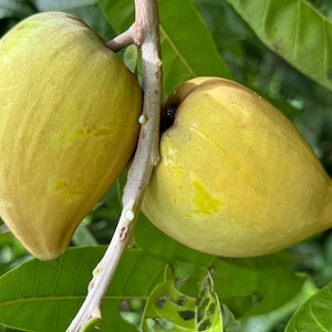 May include: Close-up of two yellow-green canistel fruits hanging from a branch. The fruits have a smooth, oval shape with a slight point at the bottom. The background features green leaves and a blurred natural setting.