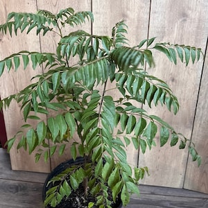 Puede incluir: Una planta de hojas de curry en maceta con hojas verdes exuberantes. La planta est&aacute; en una maceta de pl&aacute;stico negra con tierra oscura.