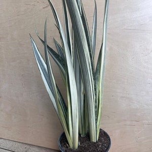 May include: A potted snake plant with long, upright leaves. The leaves are a mix of green, white, and yellow, with a striped pattern. The plant is in a brown plastic pot, set against a light brown wooden background.