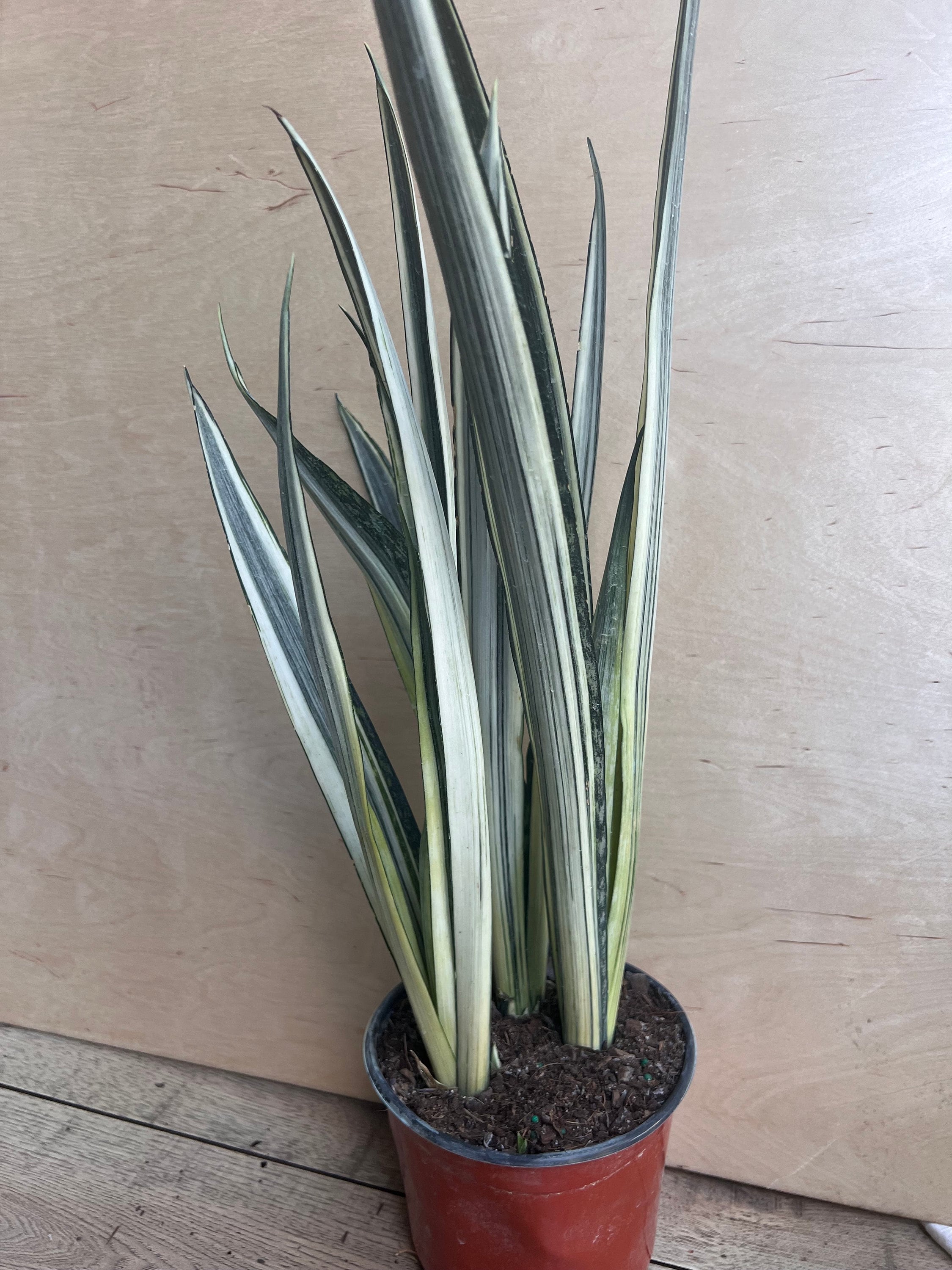 専用　Sansevieria pinguicula Longifoli Sansevieria pinguicula