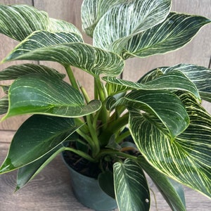 Philodendron Birkin, Live Plant in 6"  inches pot, Variegated Plant