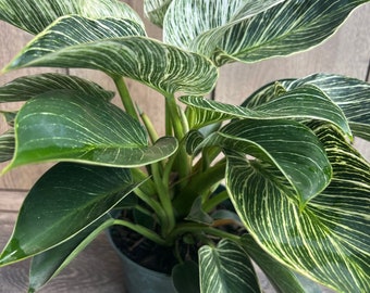 Philodendron Birkin, Live Plant in 6" Inches Pot, Variegated Plant - Etsy