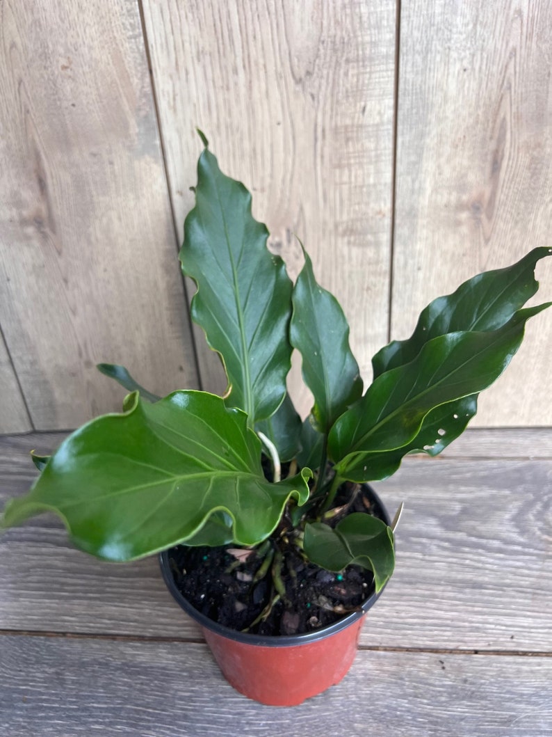 Anthurium Plowmanii in 6 Pot image 5