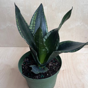 Sansevieria Whitney, Sansevieria Silver Flame, in 6 Inches pot, Mother in law image 8