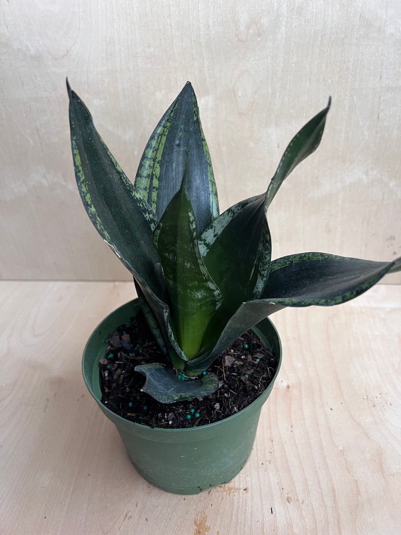 Sansevieria Whitney, Sansevieria Silver Flame, in 6 Inches pot, Mother in law image 8