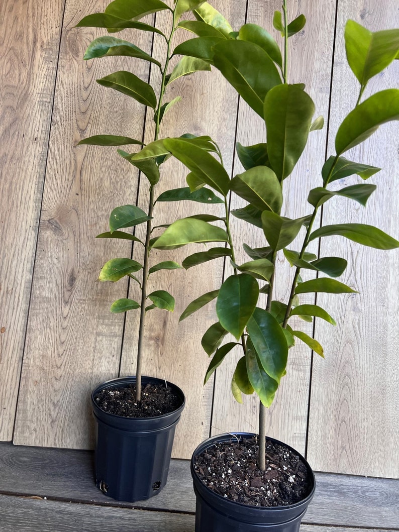 Soursop Tree, guanabana in Half gallon pot , Sirsak, Anona Muricata image 8