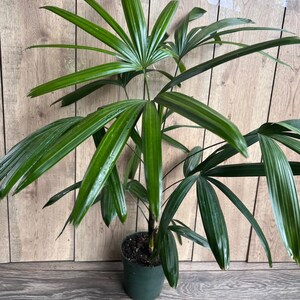 May include: A green potted plant with long, dark green leaves. The plant is in a dark green plastic pot.