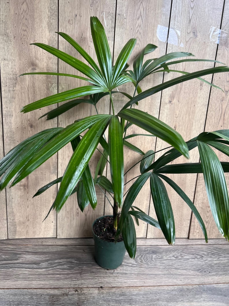 May include: A green potted plant with long, dark green leaves. The plant is in a dark green plastic pot.