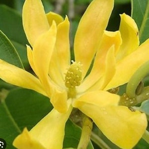 Yellow Champaca, Magnolia champaca, in 4" Pot or 6" Pot, Joy Perfume Tree, cempaka, Michelia champaca