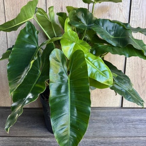 Philodendron Burle Marx, in 6&quot; Pot