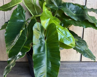 Philodendron Burle Marx, in 6" Pot