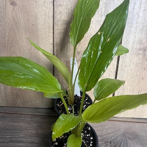 May include: Two potted plants with vibrant green leaves. The leaves are long and pointed, with a glossy texture. The plants are in black plastic pots, set against a wooden background.