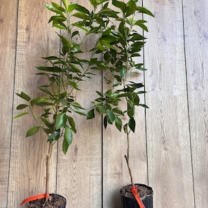Cara Cara Orange Tree in half Gallon Pot, Grafted.  Florida Shipping Only