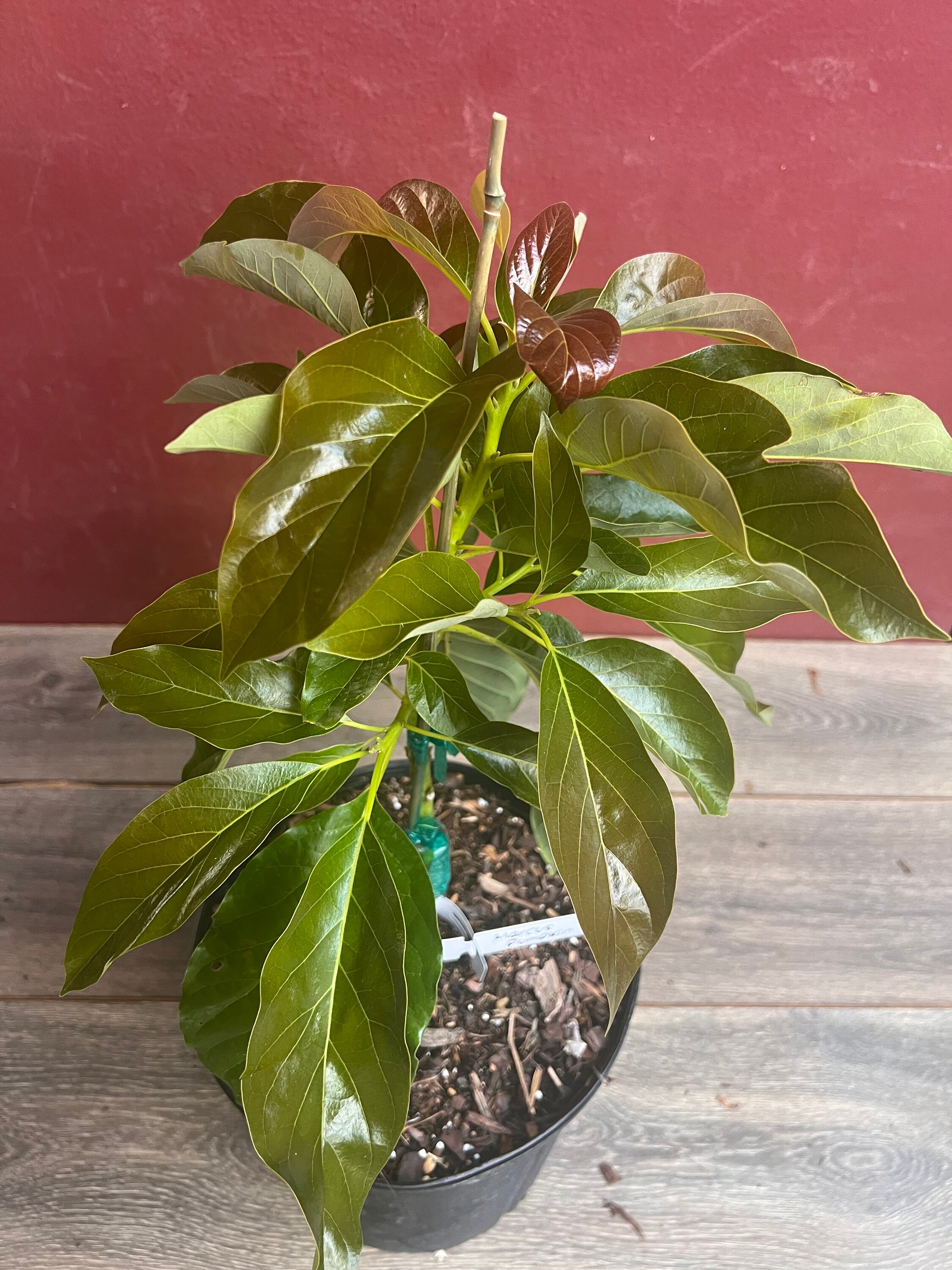 Marcus Pumpkin Avocado Tree, Cold Hardy, Grafted in 3 Gallons Pot