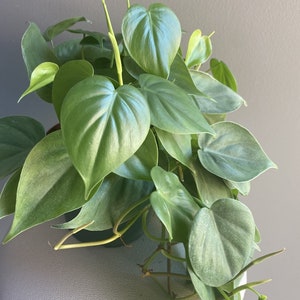 May include: A green houseplant with large, heart-shaped leaves. The plant is growing in a pot and has several vines trailing down.