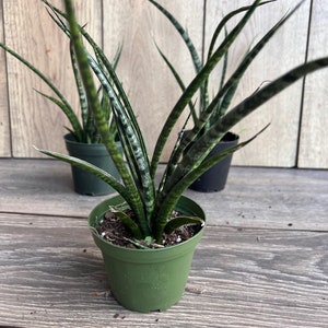 Sansevieria Fernwood,  Sansevieria Mikado in 4&quot; inches pot  - live air purifying plant