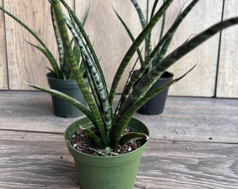 Sansevieria Fernwood,  Sansevieria Mikado in 4" inches pot  - live air purifying plant