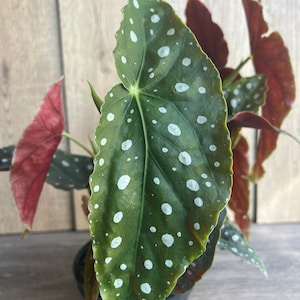 May include: A potted polka dot begonia plant with green leaves and white spots. The plant has a few red leaves.