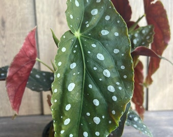 Begonia maculata in 6" Pot, Polka dot plant