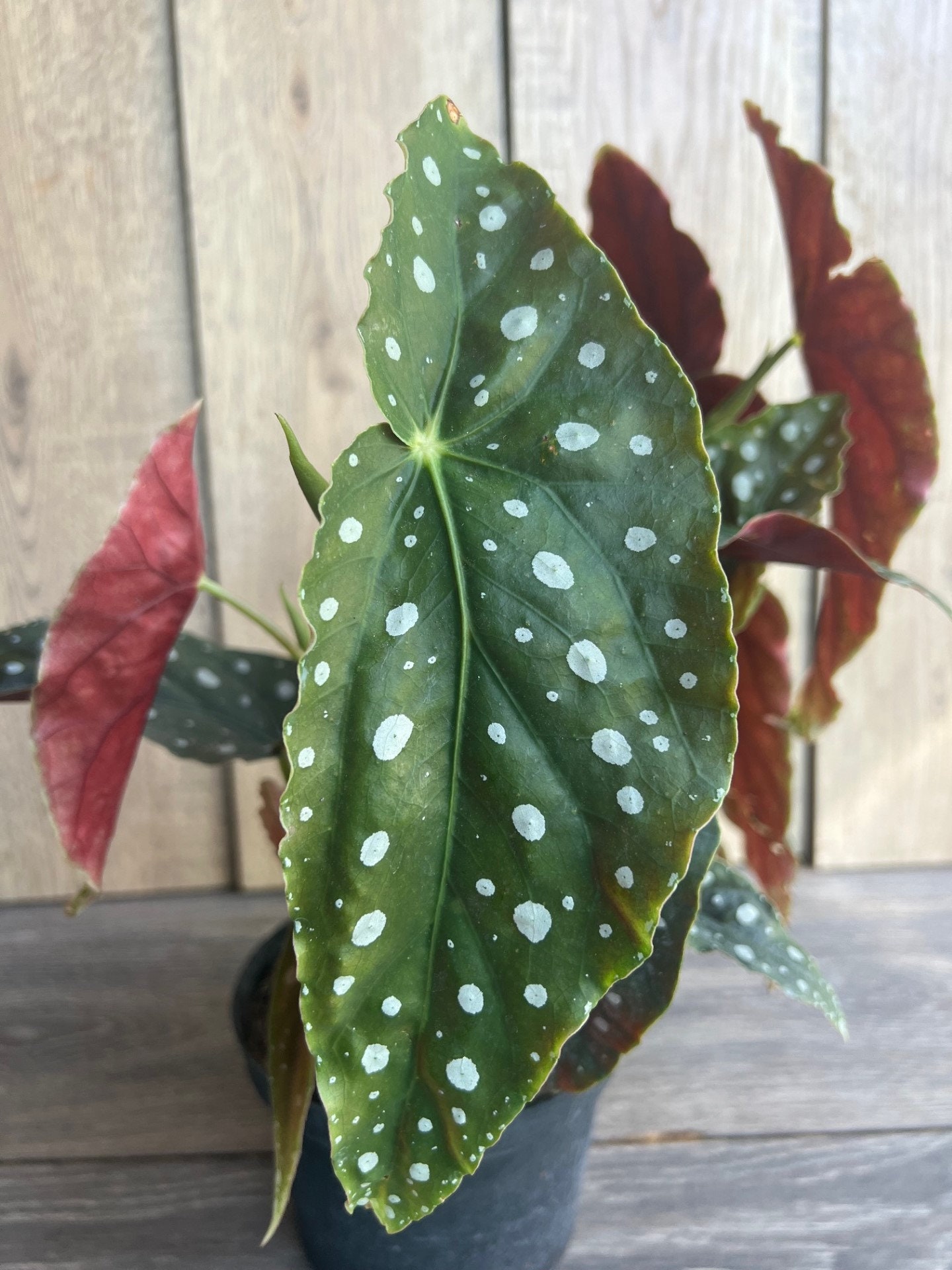 Begonia Dot Plant - Etsy
